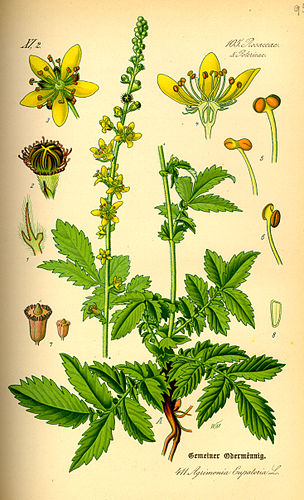 agrimonia eupatoria